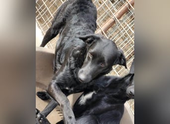 Sweet Coco: offenes, junges, verspieltes Hundemädl