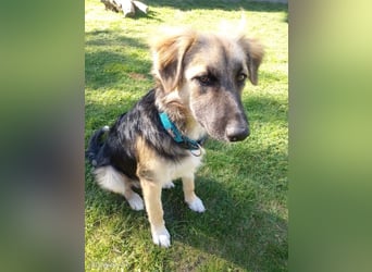 Tobi - aktiver, lebhafter und verspielter Schäferhund-Mix Rüde / Pflegestelle in 33...Paderborn