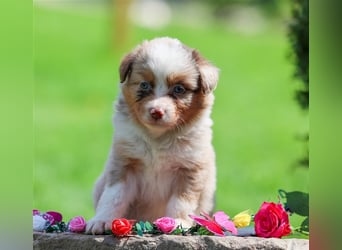 Mini American Shepherd (Showlinie)