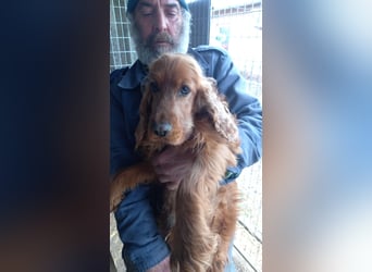 Botond, bildhübscher Cocker Spaniel Rüde geb. 2021