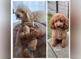 Maltipoo Welpen