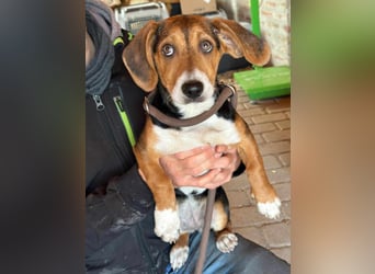Nelly, geboren 25.12.2024, 29cm sucht ihre Menschen
