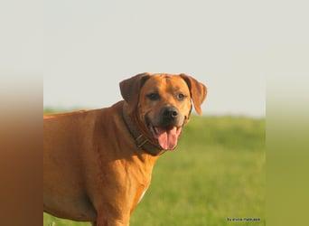 Rhodesian Ridgeback Welpen VDH /FCI