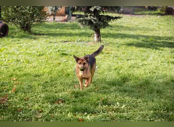 MALIE - toben, spielen, lernen - ich suche ein Zuhause bei unternehmungslustigen Menschen