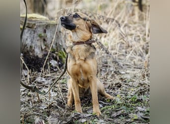 Manja - sanfte Hundeseele sucht liebevolle Familie zum Ankommen!