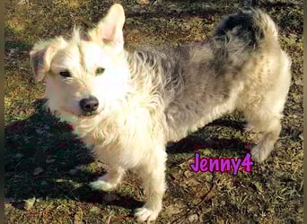 Jenny4 geb. 01/2018 - bezaubernde und super liebe, kleine Wuschelhündin!