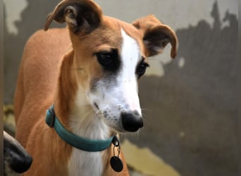 Dali 07/2024 (in Deutschland) - verspielter und neugieriger, wunderschöner junger Galgo!