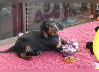 Verschmuste Gordon Setter aus familiärer Liebhaberzucht zu vermitteln