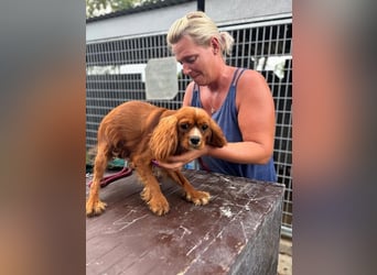 Monty, hübscher Cavalier King Charles Spaniel Rüde geb. 2024