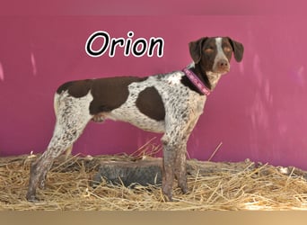 Lassen Sie Orions Wünsche wahr werden?