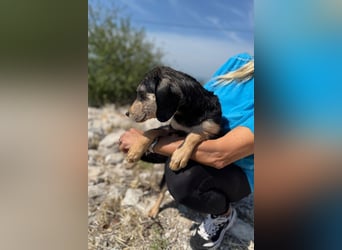 Franzl möchte euer Familienhund werden