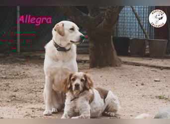 Allegra 04/2021 (in Deutschland) - sanfte, verspielte und feine Labrador Retriever Mix Dame!