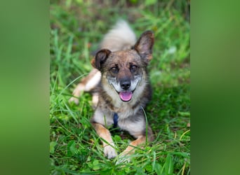 Kleiner Familienhund Patrick sucht ein Zuhause.