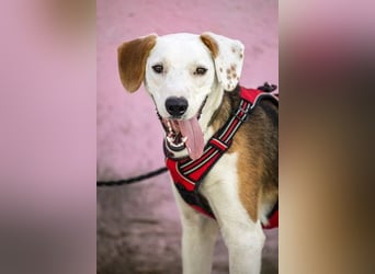 ARCHIE - Ein Hund für alle Lebenslagen!