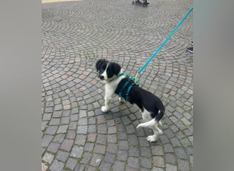 Loki – kleiner Abenteurer mit großem Herz sucht sein Für-Immer-Zuhause