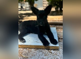 Manuela, ein süßes Hundekind