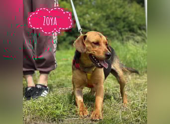Zoya - eine Hündin zum lieb haben