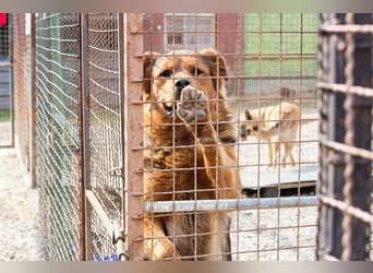 Milo – Harte Schale, weicher Kern