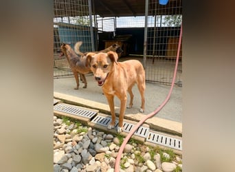 SVEN – ein Senior auf der Suche nach dem Glück