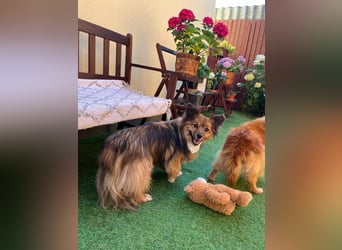 Buddy SR - sanfter Senior sucht liebevolles Gnadenplätzchen