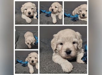 GOLDENDOODLE Traum ! Bezaubernde Welpen aus langjähriger+überprüfter Familienaufzucht.