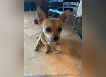 Grisu, Chihuahua-Mix, Rüde, ca. 1 Jahr, ca. 27 cm, ca. 4,5 kg