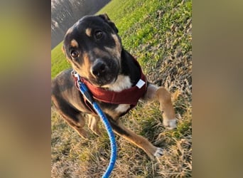 Süße ♥ Stella ♥ treuer Schatz auf 4 Pfoten