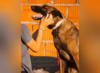 Malinois Brita ❤️ sucht aktive Familie