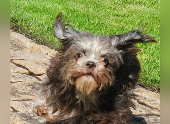 Rocky Shih Tzu Mischling sucht liebevolles Zuhause