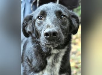 Gerald - hat ein gutes Hundeherz