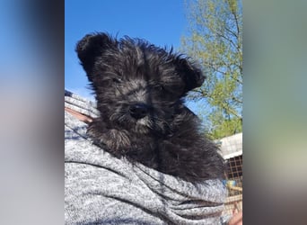 Lulu ❤️ wartet in 27751 Delmenhorst