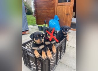 Rottweiler Welpen