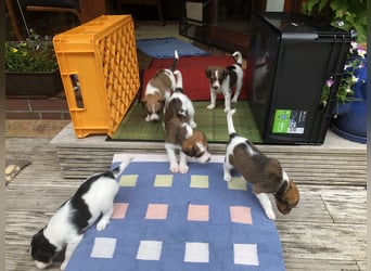 Kromfohrländer Welpen aus Hamburg suchen ein liebevolles Zuhause (Einkreuzprojekt)