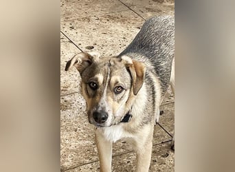 Luka sucht sein Zuhause!