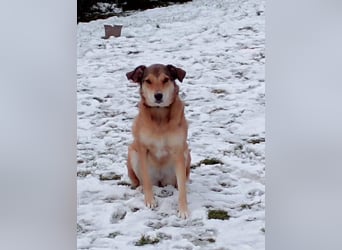 ♥JOSY♥ verliert ihr Zuhause in Grevenbroich - so menschenbezogene und sanfte Schönheit 50 cm