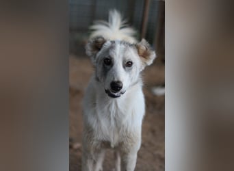 Drea, geb. ca. 09/2020, lebt in GRIECHENLAND, auf einem Gelände, Hunde werden notdürftig versorgt