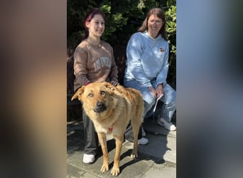 unkomplizierte,  kinderliebe Traumhündin Raya aus 66450 Bexbach sucht Familie