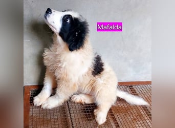 Mafalda – Zukunft am seidenen Faden -