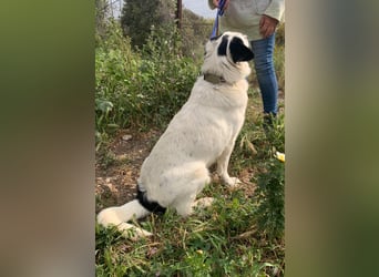 Rocky möchte eine 2.Chance für eine Familie haben