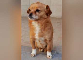 Reserviert! Pavarotti der Herzenbrecher!