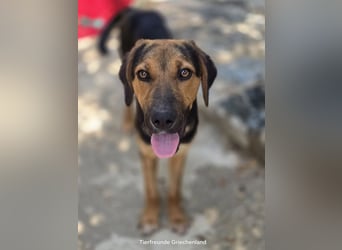 Jutta - unsere kleine Strandprinzessin sucht ihr Für-immer-Zuhause!
