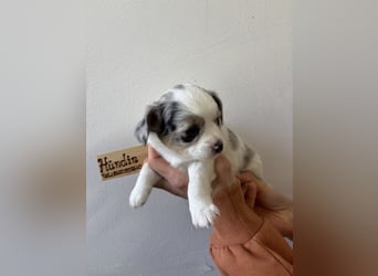 Chihuahua Langhaar Welpen ab Mitte Mai abzugeben