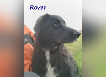 Rover 04/2024 (GRC) - ruhiger, geselliger und liebenswerter Junghund!