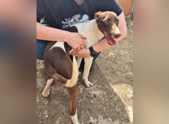 Cookie, Katzenverträglichkeit und lieb