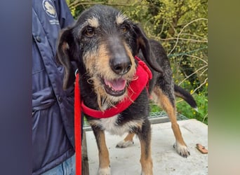 Zoe - ein sanftmütiger Schatz für Menschen mit Zeit und Zuneigung