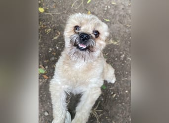 Kleiner Herzbube „Winnie“ – sucht sein Glück für immer