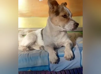 Didier - freundlicher, aktiver, verspielter kleiner Jack Russel-Mix Rüde / z.Zt. noch in Rumänien