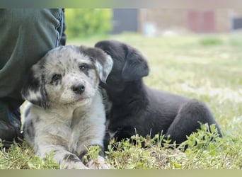 Aussiedor ( Australian Shepherd x Labrador) Welpen suchen neues Zuhause