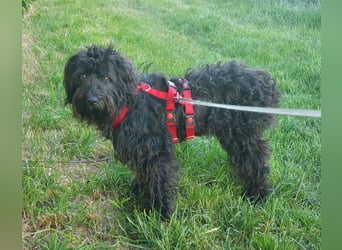 Pflegestelle 97502 Obbach: Lagotto-Mix Cherry