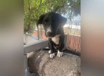 Enzo wartet auf sein Für-Immer-Zuhause